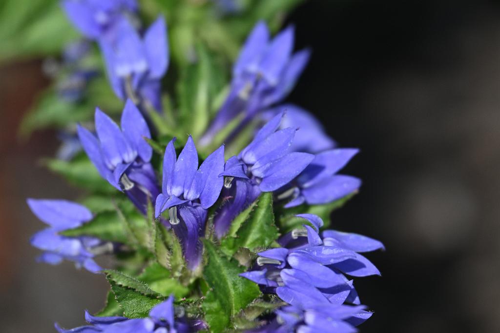 2025-08150084 Tower Hill Botanic Garden, MA.JPG - Great Blue Lobelia. New England Botanic Garden at Tower Hill, MA, 8-15-2025